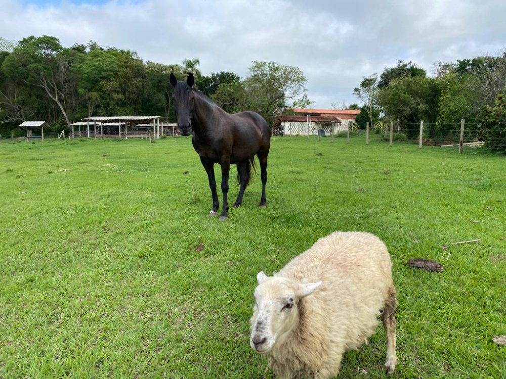 Sítio, 5 quartos, 18150 hectares - Foto 25